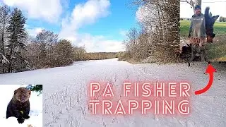 PA Fisher Trapping! (FIRST ONE EVER!!)
