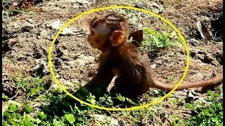 So Pity ! Poor baby David lost mom scare much | David look around for mom.