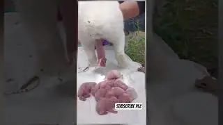 mother rabbit giving birth to baby #rabbitgivingbirth #babyanimal #shortvideo #shorts