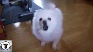 YTPMV | Yoshi's Island - Athletic Theme ( Gabe The Dog Remix )