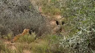 Spotting Bat-Eared Foxes on Safari | Amakhala Game Reserve