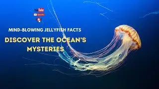 Mind-Blowing Jellyfish Facts | Discover the Ocean&rsquo;s Mysteries