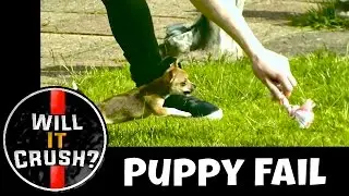 Excited Tiny Puppy Fail | Will It Stop? | FPS1000 Slow Motion Test