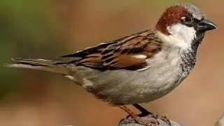The house sparrow (Passer domesticus) is a small, common bird species