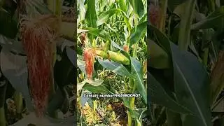 #new #highyieldmaizeseeds #2026  #mokkajonna #makka #corn #maizecultivation #farming #agriculture