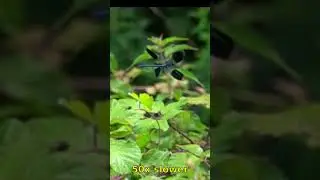 Banded demoiselle flight with 50x slow-mo #slowmo #insectsfacts