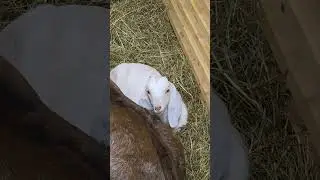 AWW! Baby Goat Nacho Storm Napping Next to Mom Agate (Cutest Evening Moment) 😍