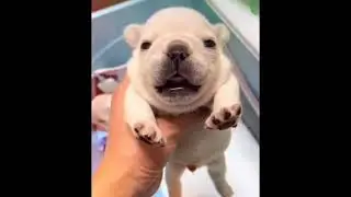 The Pibble Theme