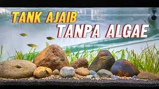 Rahasianya Mudah ‼️ Update 30 Hari Tanpa Ganti Air - Walstad Aquascape