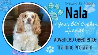 Nala | 4 Year Old Cocker Spaniel | Advanced Obedience Training Program | Siblings Training