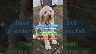 Дайте мне знать, мой коллега, если вы попробовали мой стиль #mellow #runaway #cutedog