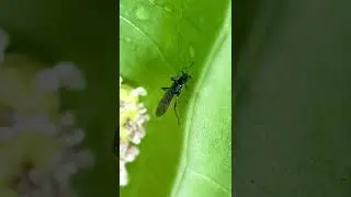 Nemouridae Stone Flies or  Forest Flies