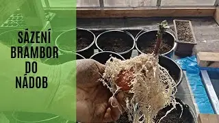 Sázení brambor do nádob