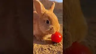 The rabbit version just looks at you like it knows your secrets #cute #pets #animals