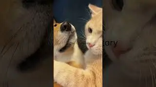 A collection of cute and funny  #cuteanimals #animalshorts #funnyanimals #catshorts  #funnycats