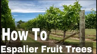 How To Espalier Fruit Trees | Training Branches To Fit More Trees Into Small Gardens