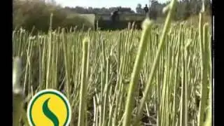 Colza. Fertilización