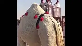 تغطية مزاد الأبل بمحافظة ضريه 1440