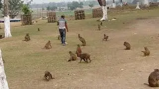 Numalighar BABA Than