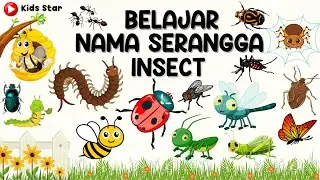 BELAJAR NAMA HEWAN SERANGGA BAHASA INDONESIA - INGGRIS | NAMES OF INSECT LEARN ANIMALS NAMA BINATANG