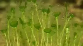 ホソエガサAcetabularia caliculus
