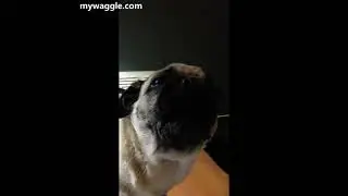 Talking pug 😯