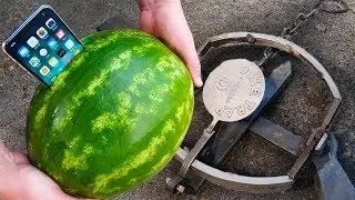 Can Watermelon Protect iPhone X From Giant Bear Trap?!
