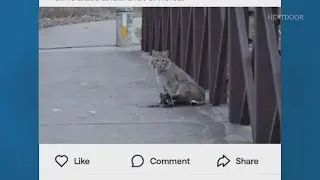 Injured bobcat in North Texas park sparks outrage over use of leg-hold traps