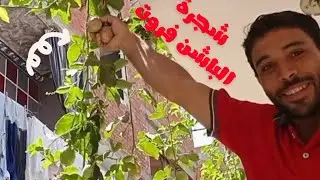 عزل المنزل من الحراره  عن طريقة زراعة شجرة الباشن فاكهة العاطفه