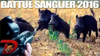 Grandes battues aux sangliers partie 1