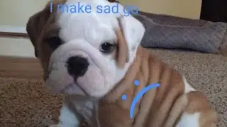 Cute Puppy Videos That Will Cure Your Depression