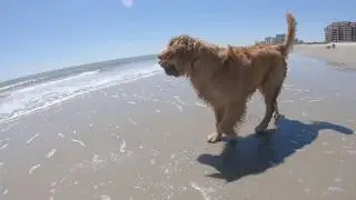 Beach Dogs - March 23, 2019 - Myrtle Beach