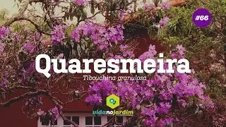 Quaresmeira #66
