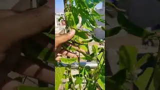 Avarkai#shorts#tamil#homegardening #nature #shortvideo #farming#sivagami #green #trending#viralvideo
