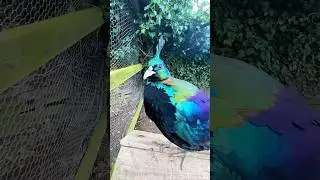 10 Mysterious Bird Sounds in Asia! 🦃🔊 #shorts