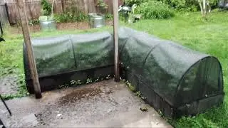 STRAWBERRY Screen Hoops to keep out pests and critters.