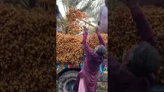 Dates Loading and Transportation for Processing to Dry Dates (Chuara)