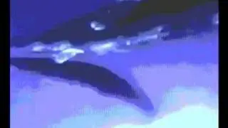 Whale Wars Pete Newnham The Whale Song (The Ballad of Captain Paul Watson)