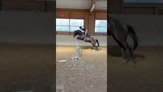 Jasper wird zur Rakete!? 🐴🚀😋 #pferd #horse #equestrian #pferde #reitsport #springen