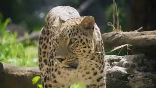 leopard walking between the trees in the forest slow motion close up