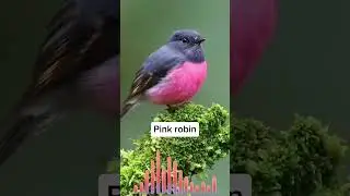 Bird Identifier - Aves Sound ID #birds #birdidentification #birdsounds #birdsong #birdcalls