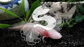 Чистка аквариума с аксолотлями