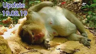 Sadness see poor female monkey Carbzilla so exhausted and loneliness ,She look so hurt and hungry