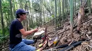 我是如何拔桂竹筍？How I picked osmanthus bamboo shoots/瑀爸YingziJin_110#140