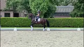 Bojengel, 2006, stallion, Uptown x Gribaldi