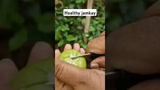 very healthy gauva #trending #viral #food #fruit #gauva #jamakaya #organic #plants #nature #farming