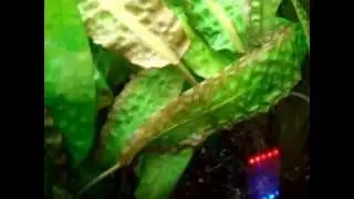 Cryptocoryne hudoroi in Aquarium(クリプトコリネ　ヒュードロイ/フドロイ)