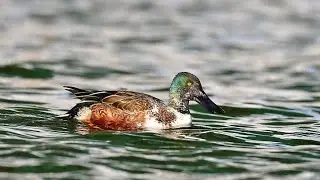 Norhern Shoveler ( 넓적부리오리 )