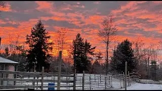 1/2/26  Bitter Cold Day with the Horses #horse #rescue #livestream