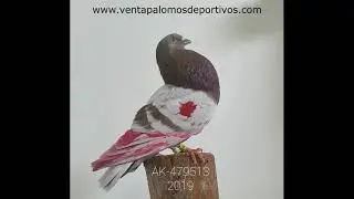 palomos deportivos nuestros ejemplres del 2019